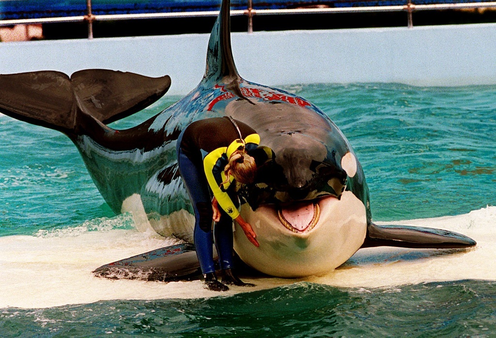 Fri. 9:13 a.m.: 52 years after capture, orca Lolita may return to Pacific | News, Sports, Jobs - Vimarsana News